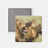 Mannelijke leeuwenkoping, Greater Kruger National Magneet (Voorkant / Achterkant)