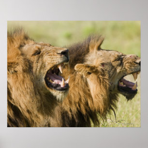 Mannelijke leeuwenkoping, Greater Kruger National Poster