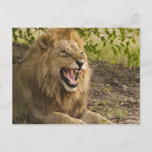 Mannelijke leeuwsnarling (Panthera leo), Okavango Briefkaart