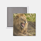 Mannelijke leeuwsnarling (Panthera leo), Okavango Magneet (Voorkant / Achterkant)