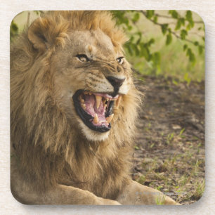 Mannelijke leeuwsnarling (Panthera leo), Okavango Onderzetter