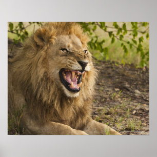 Mannelijke leeuwsnarling (Panthera leo), Okavango Poster
