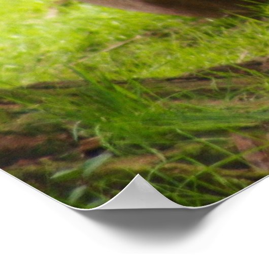 Mannelijke lion poster (Hoek)