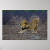 Mannelijke Lion Stretching Panthera Leo Yoga Poster (Voorkant)