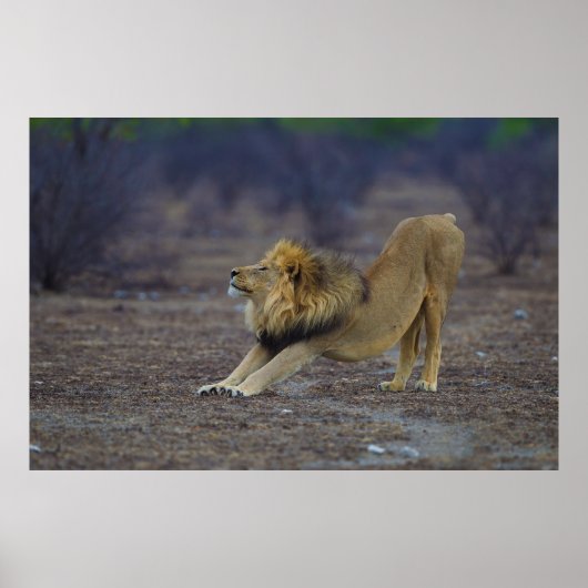 Mannelijke Lion Stretching Panthera Leo Yoga Poster (Voorkant)