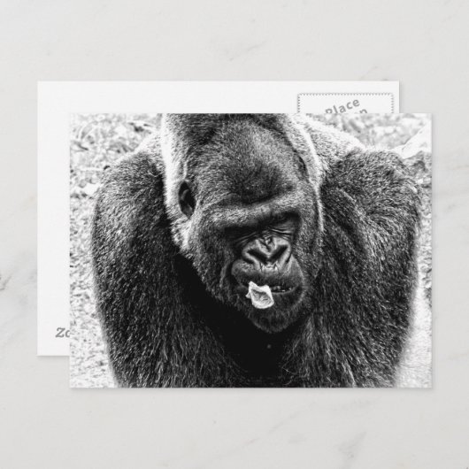 Mannelijke Lowland Silverback Gorilla, zwart en wi Briefkaart (Voorkant / Achterkant)