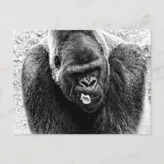Mannelijke Lowland Silverback Gorilla, zwart en wi Briefkaart