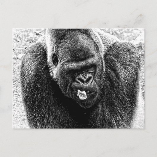 Mannelijke Lowland Silverback Gorilla, zwart en wi Briefkaart (Voorkant)