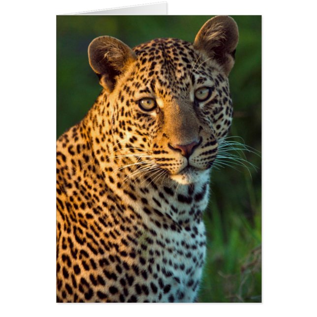 Mannelijke Luipaard (Panthera Pardus) Volgroeid Jo (Voorkant)