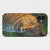 Mannelijke luipaard (Panthera Pardus) Volgroeid jo Case-Mate iPhone Case (Achterkant (horizontaal))