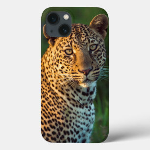 Mannelijke luipaard (Panthera Pardus) Volgroeid jo iPhone 13 Hoesje