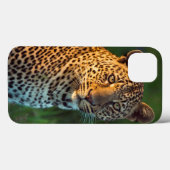 Mannelijke luipaard (Panthera Pardus) Volgroeid jo Case-Mate iPhone Case (Achterkant (horizontaal))
