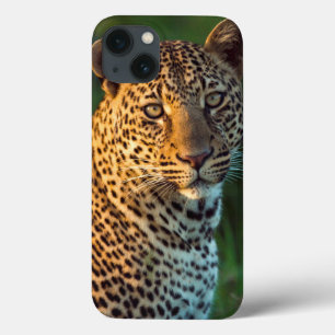 Mannelijke Luipaard (Panthera Pardus) Volgroeid Jo iPhone 13 Hoesje