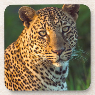 Mannelijke Luipaard (Panthera Pardus) Volgroeid Jo Drankjes Onderzetter