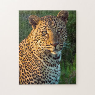 Mannelijke luipaard (Panthera Pardus) Volgroeid jo Legpuzzel