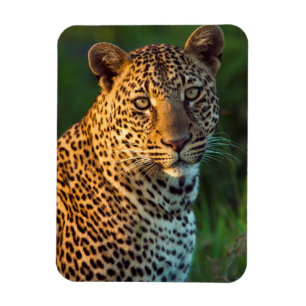 Mannelijke luipaard (Panthera Pardus) Volgroeid jo Magneet