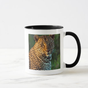 Mannelijke Luipaard (Panthera Pardus) Volgroeid Jo Mok
