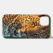 Mannelijke Luipaard (Panthera Pardus) Volgroeid We Case-Mate iPhone Case (Achterkant (horizontaal))