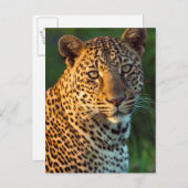 Mannelijke luipaard (Panthera Pardus) volgroeide k Briefkaart (Voorkant / Achterkant)