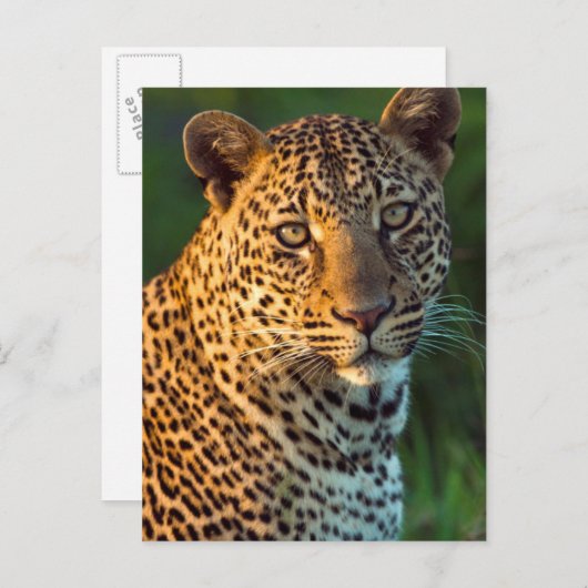 Mannelijke luipaard (Panthera Pardus) volgroeide k Briefkaart (Voorkant / Achterkant)