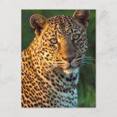 Mannelijke luipaard (Panthera Pardus) volgroeide k Briefkaart (Voorkant)
