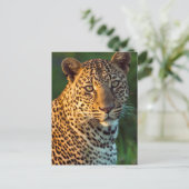 Mannelijke luipaard (Panthera Pardus) volgroeide k Briefkaart (Staand voorkant)