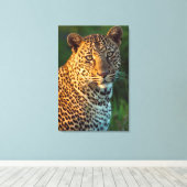 Mannelijke luipaard (Panthera Pardus) volgroeide k Canvas Afdruk (Insitu (Houten vloer))