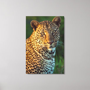 Mannelijke luipaard (Panthera Pardus) volgroeide k Canvas Afdruk