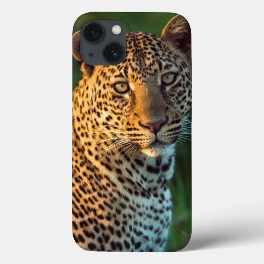 Mannelijke luipaard (Panthera Pardus) volgroeide k Case-Mate iPhone Case (Achterkant)