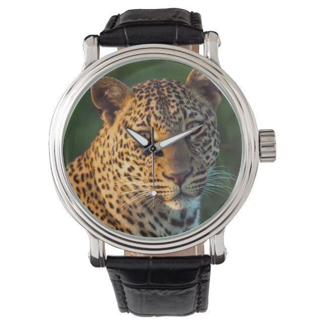 Mannelijke luipaard (Panthera Pardus) volgroeide k Horloge (Voorkant)