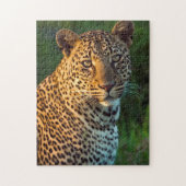 Mannelijke luipaard (Panthera Pardus) volgroeide k Legpuzzel (Verticaal)