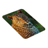 Mannelijke luipaard (Panthera Pardus) volgroeide k Magneet (Rechterzijde)