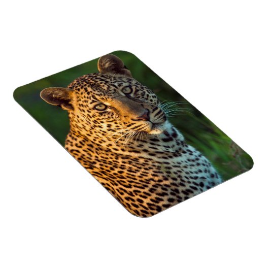 Mannelijke luipaard (Panthera Pardus) volgroeide k Magneet (Rechterzijde)