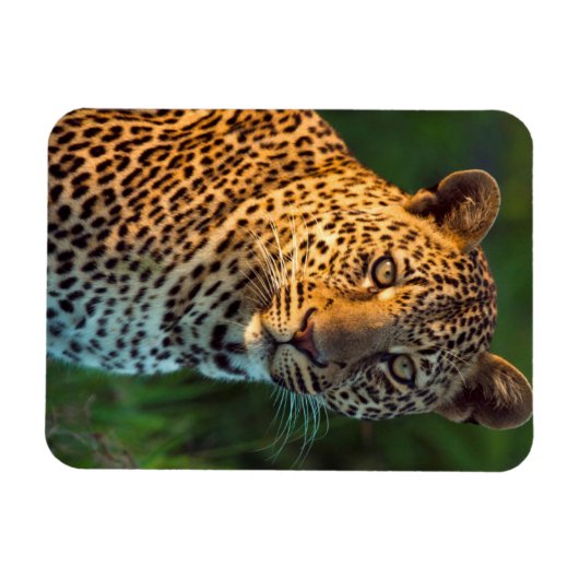 Mannelijke luipaard (Panthera Pardus) volgroeide k Magneet (Horizontaal)