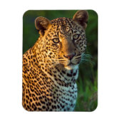 Mannelijke luipaard (Panthera Pardus) volgroeide k Magneet (Verticaal)