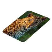 Mannelijke luipaard (Panthera Pardus) volgroeide k Magneet (Linkerzijde)