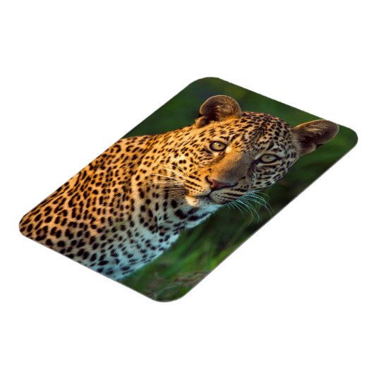 Mannelijke luipaard (Panthera Pardus) volgroeide k Magneet (Linkerzijde)