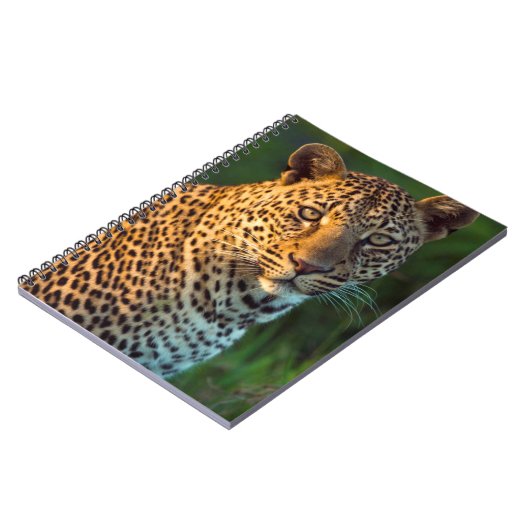 Mannelijke luipaard (Panthera Pardus) volgroeide k Notitieboek (Linkerzijde)