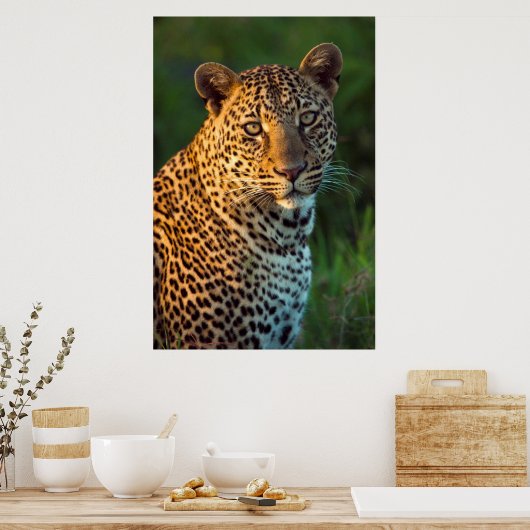 Mannelijke luipaard (Panthera Pardus) volgroeide k Poster (Keuken)
