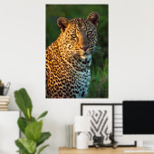 Mannelijke luipaard (Panthera Pardus) volgroeide k Poster (Thuiskantoor)