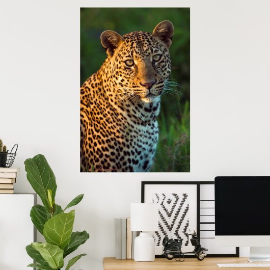 Mannelijke luipaard (Panthera Pardus) volgroeide k Poster (Thuiskantoor)