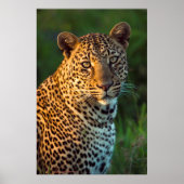 Mannelijke luipaard (Panthera Pardus) volgroeide k Poster (Voorkant)