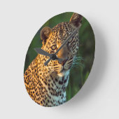 Mannelijke luipaard (Panthera Pardus) volgroeide k Ronde Klok (Hoek)