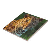 Mannelijke luipaard (Panthera Pardus) volgroeide k Tegeltje (Zijkant)