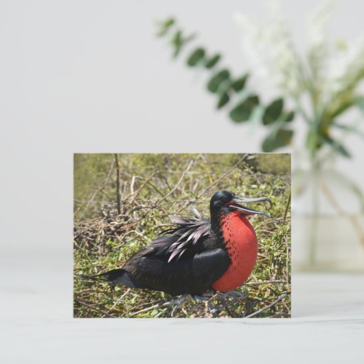 Mannelijke magnifieke bevruchte vogel briefkaart (Staand voorkant)