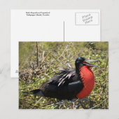 Mannelijke magnifieke bevruchte vogel briefkaart (Voorkant / Achterkant)