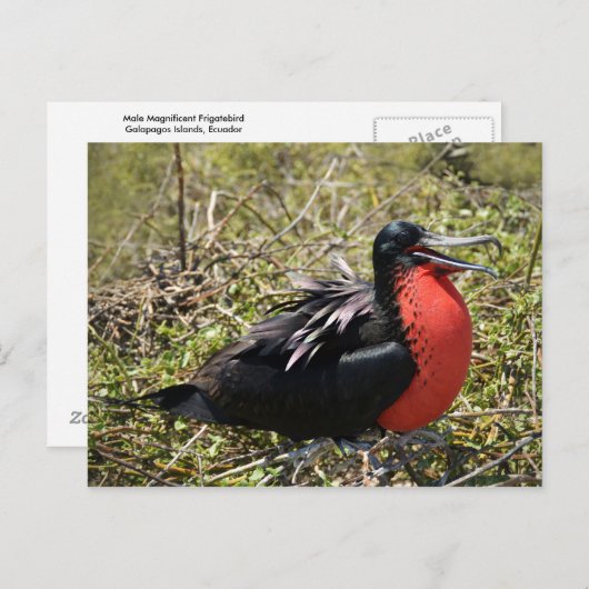 Mannelijke magnifieke bevruchte vogel briefkaart (Voorkant / Achterkant)