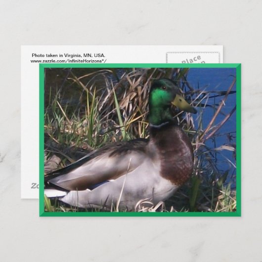 Mannelijke Mallard Duck Briefkaart #2 (Voorkant / Achterkant)
