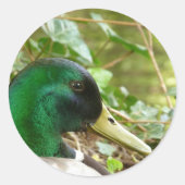 Mannelijke Mallard Duck Head Sticker (Voorkant)