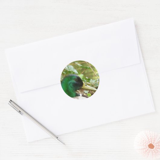 Mannelijke Mallard Duck Head Sticker (Envelop)
